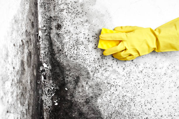 Best Emergency Mold Remediation in Sayre, OK