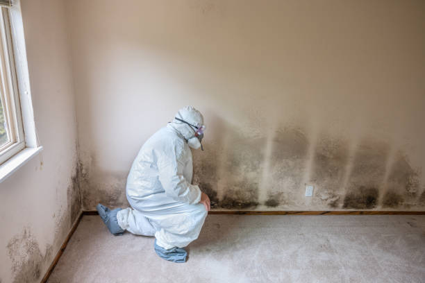 Best Localized Mold Remediation (e.g., coastal areas, humid climates) in Sayre, OK