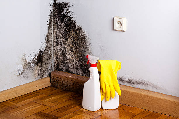 Best Residential Mold Remediation in Sayre, OK