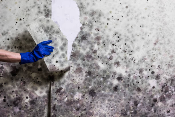 Best Commercial Mold Remediation in Sayre, OK