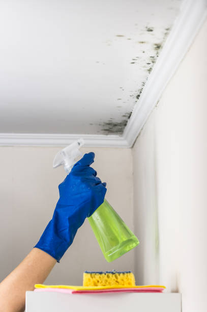 Best HVAC Mold Remediation in Sayre, OK